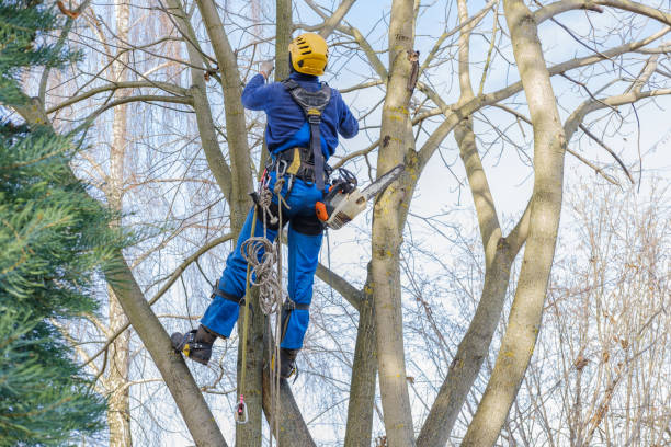 How Our Tree Care Process Works  in  La Porte City, IA